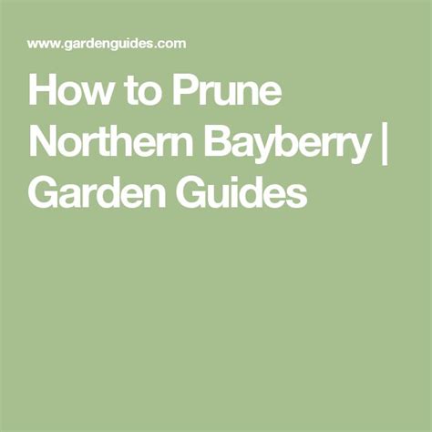 when to prune northern bayberry.